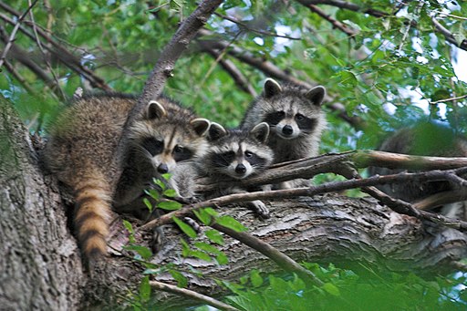 Monday Morning Thoughts: Raccoon Invasion, the Bachelorette and the Stanley Cup Finals